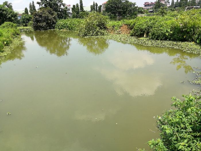 补回上次说的野塘图片