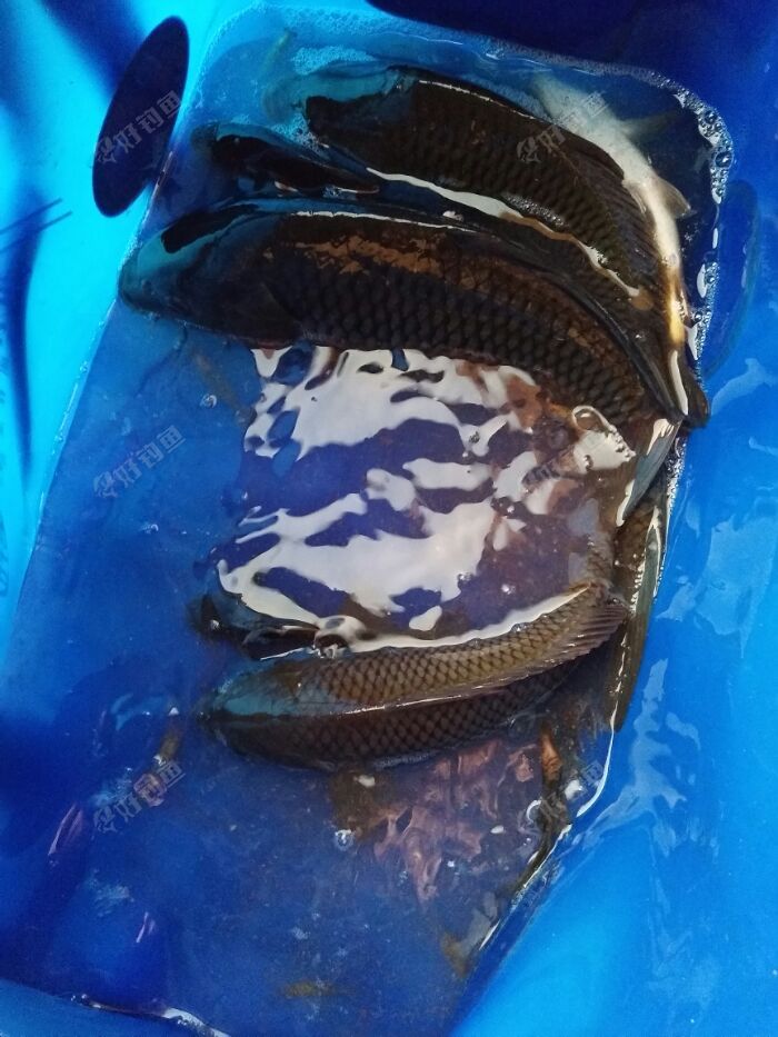 黑龙滩鱼货图