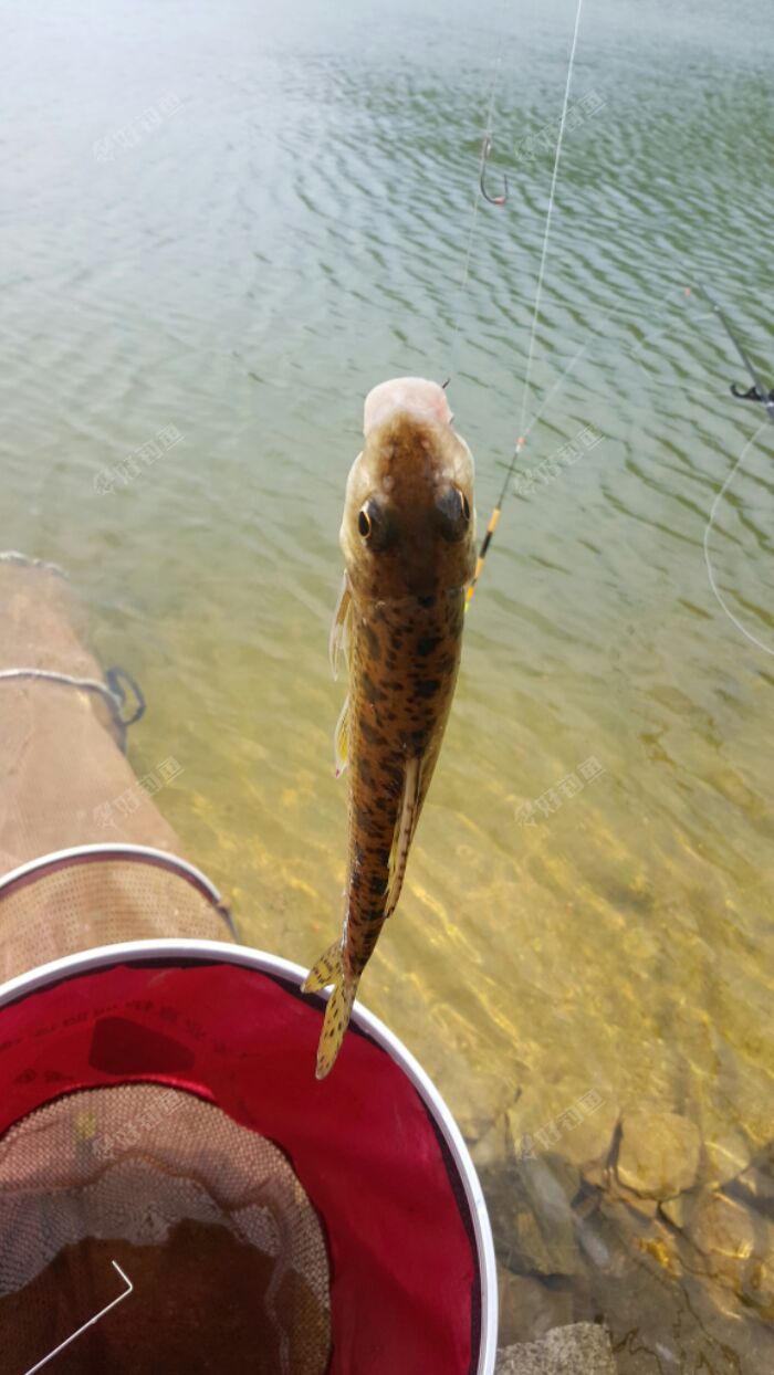 我们这叫芝麻鱼