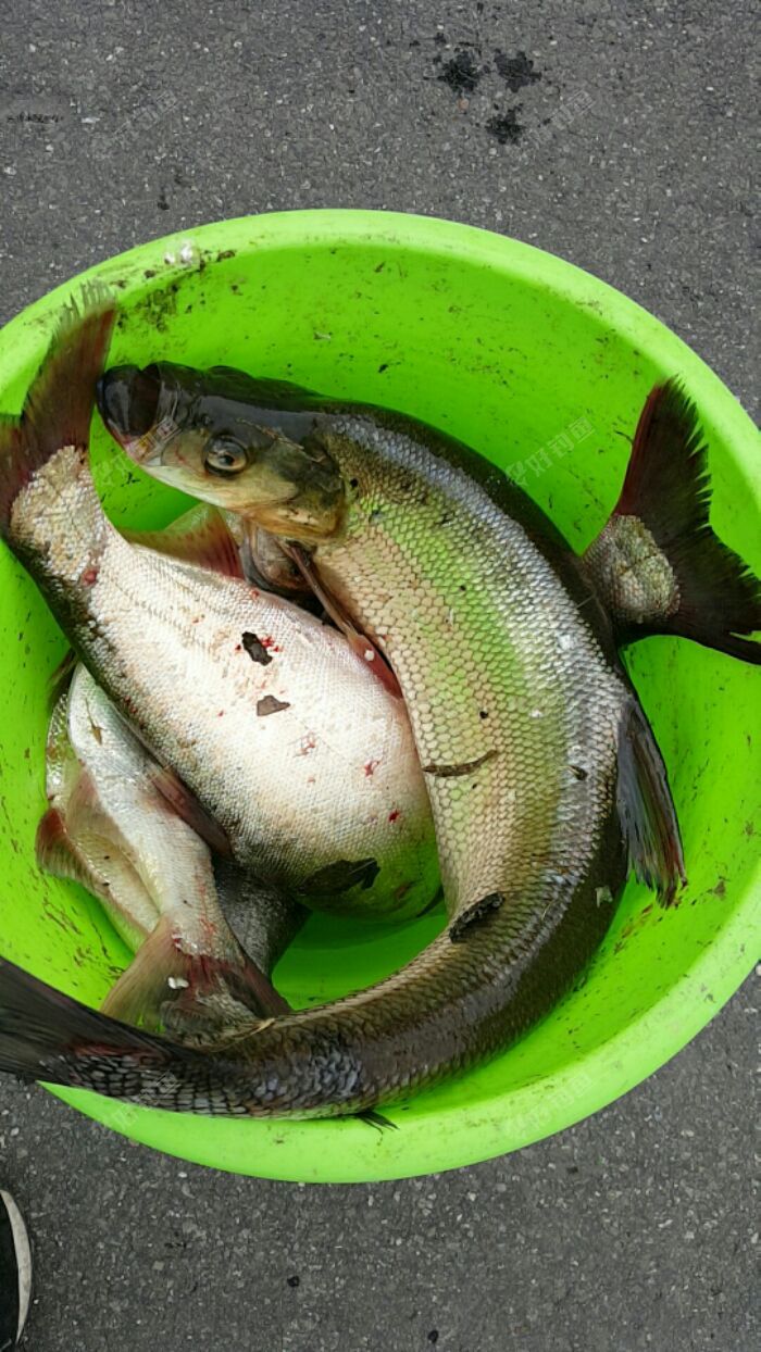 钱塘江相通的河道鱼资源就是丰富