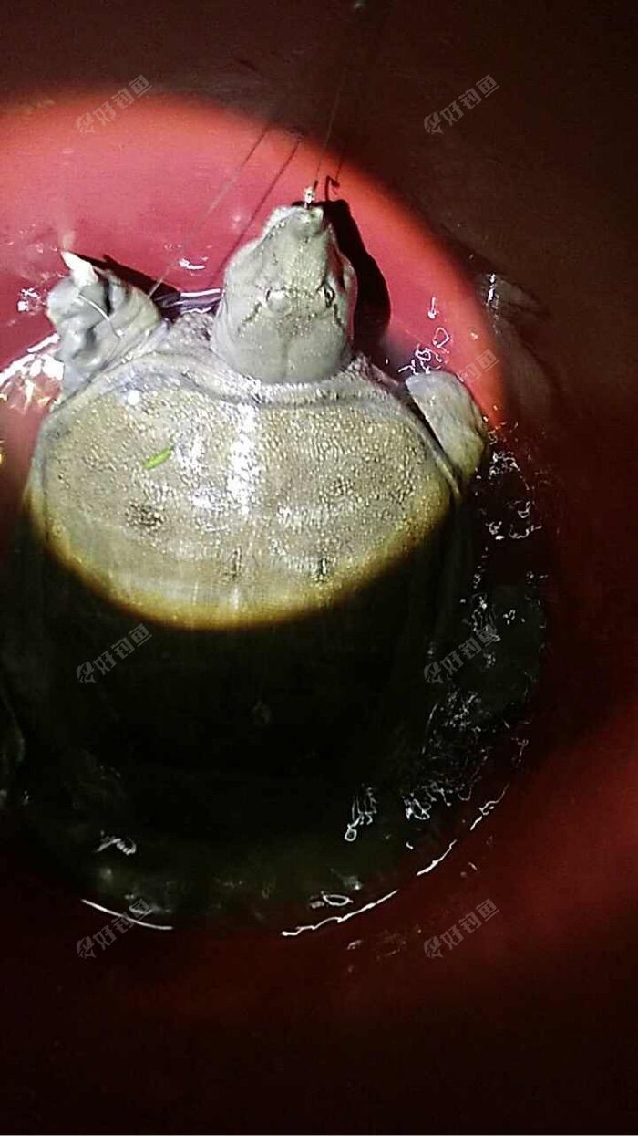 夜钓偶遇野生大鳖