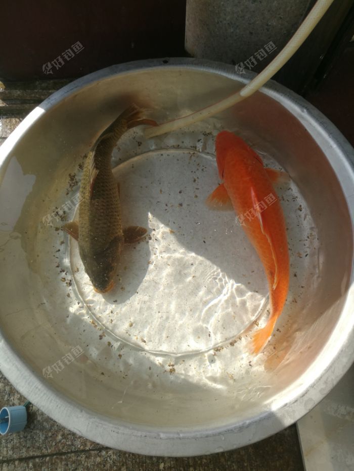 今天瓯江海竿钓一条田鱼一条鲤鱼两条6-7