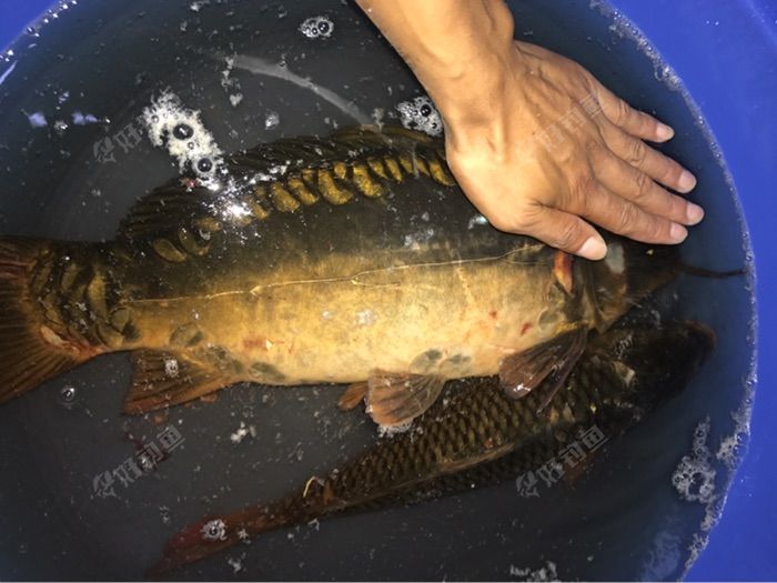 松浦镜鲤手感不错