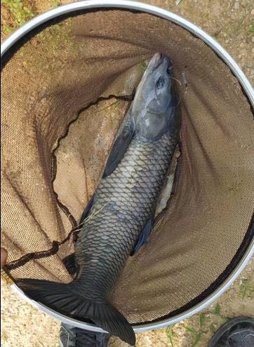 今天小爽三条黑鲩43斤