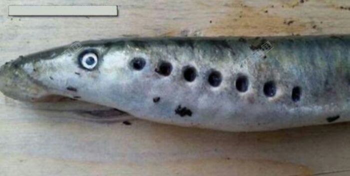 它形似鳗鱼,左右各有七个腮穴,依次排列在眼睛后面.