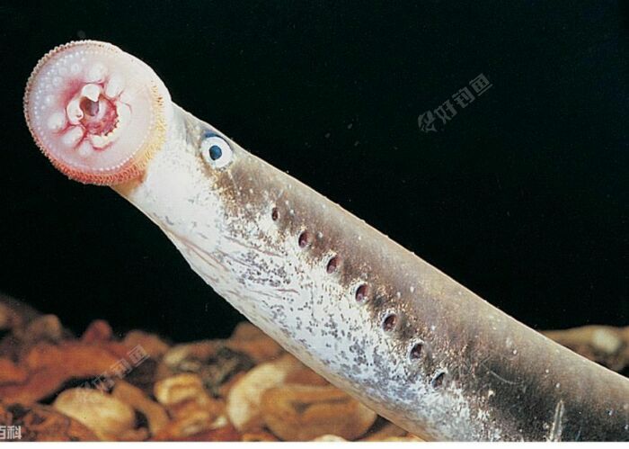 清鳃鳗图片图片