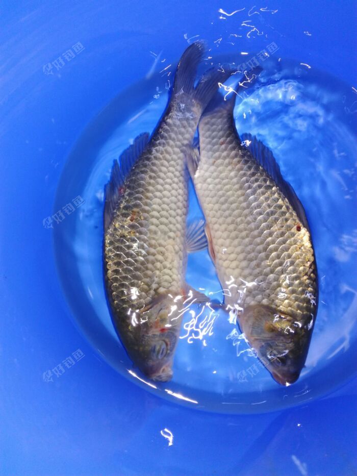 终于钓到鲫鱼了