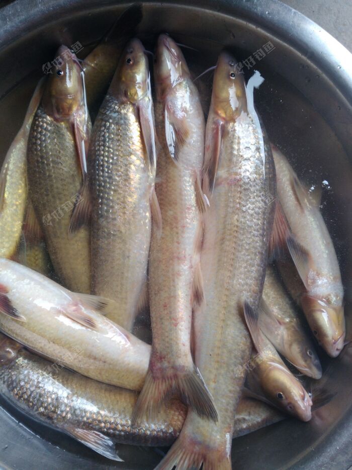 长江金鳅鱼不错