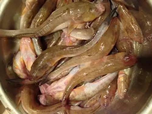 大连爽爆将扔巴鱼扔上岸