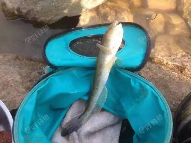 大连爽爆将扔巴鱼扔上岸