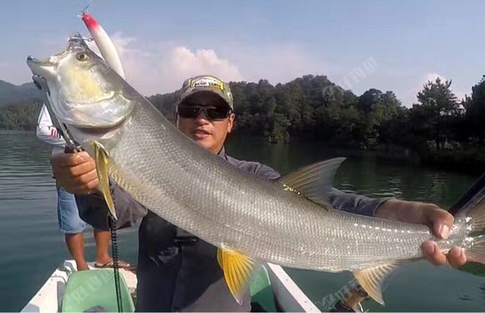 鳡鱼翘嘴等最近的渔获照片