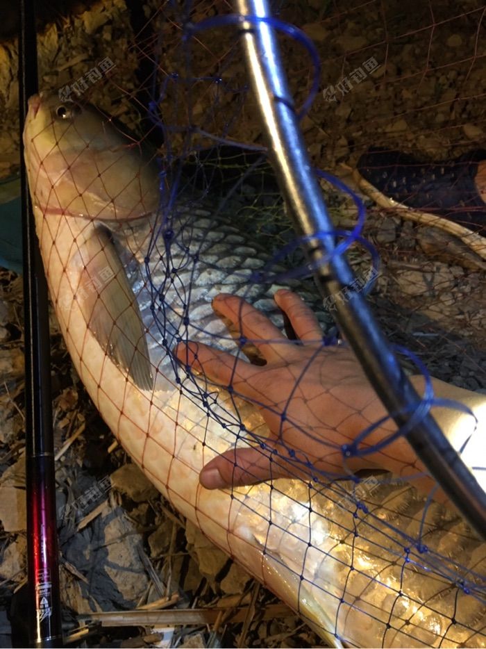 夜钓收获百斤大草鱼