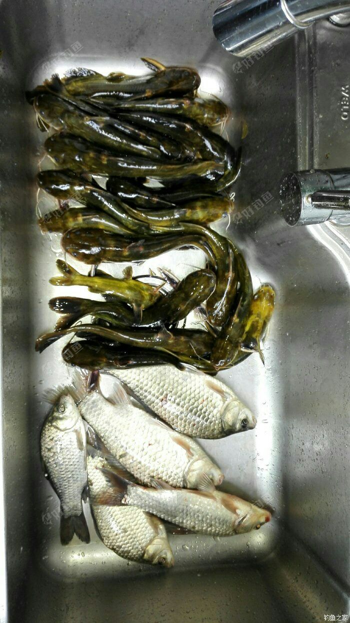 哪里有汪丫鱼好地点好钓法共同分享一下