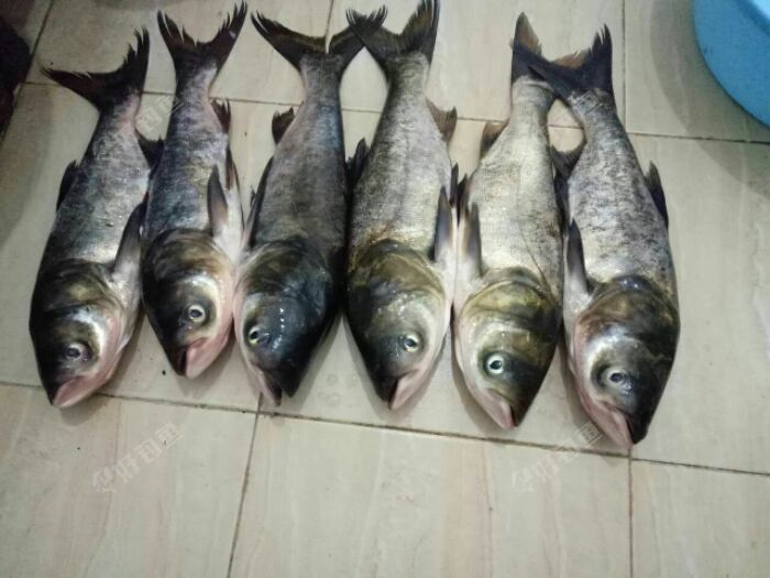 鲢鱼就是个头有点小