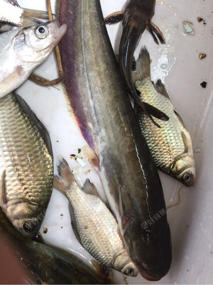 前排出售钓鱼解毒片咯