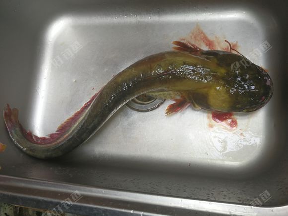 华腺鱼图片图片