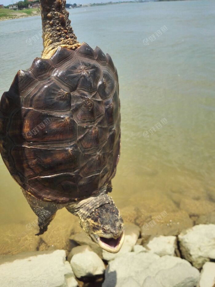 2斤大鳄龟 - 好钓鱼