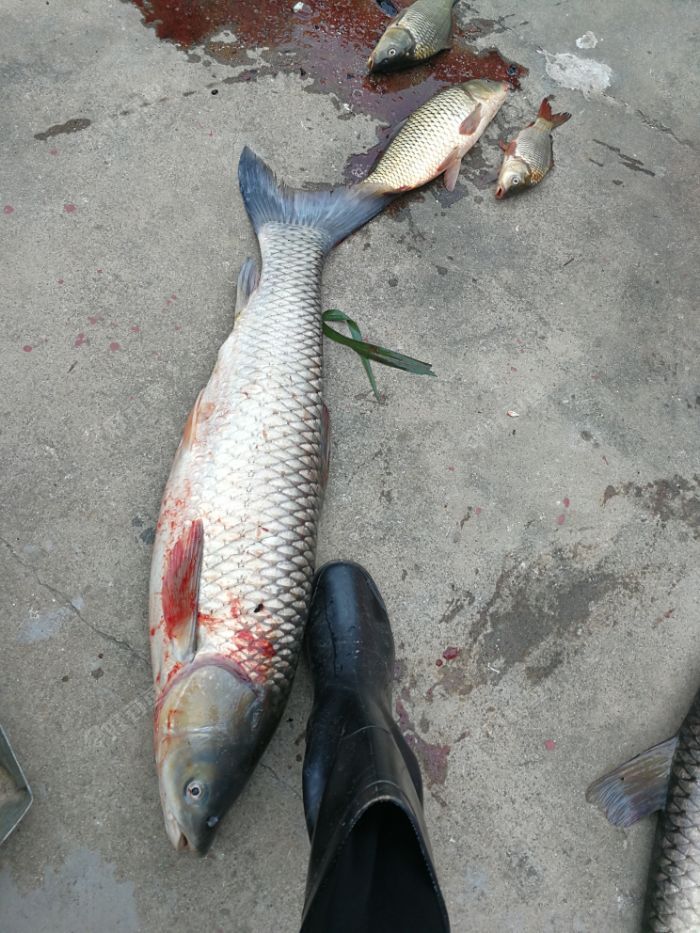 三小時釣獲12斤草魚一條20斤的一條 - 好釣魚