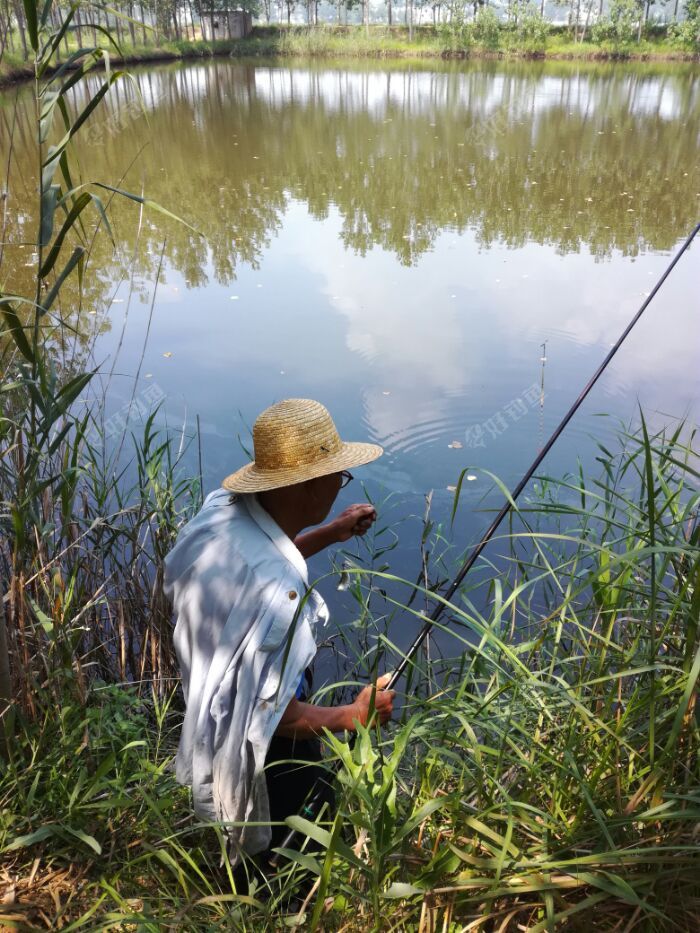 今天钓鱼,偶遇一钓鱼老者
