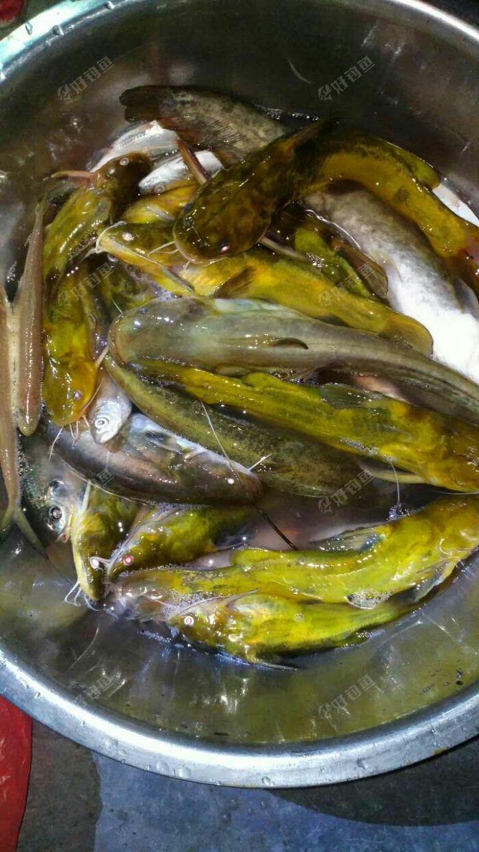 黄颡鱼黄颡鱼黄颡鱼黄颡鱼黄颡鱼