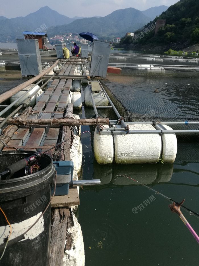 福州闽清雄江库区搏巨草 - 好钓鱼