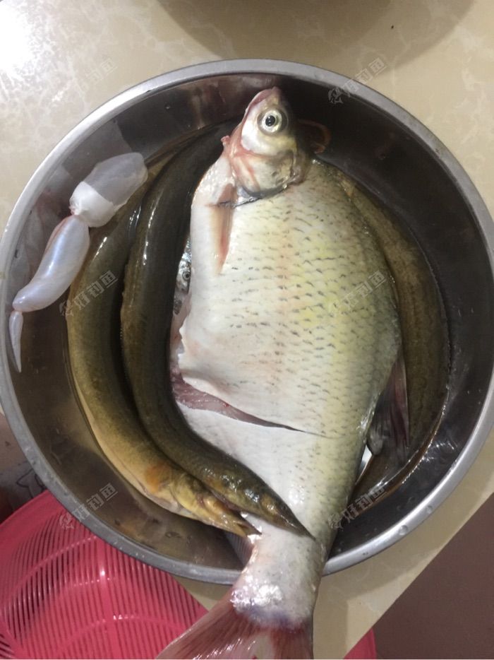 老家河里开始有鳊鱼