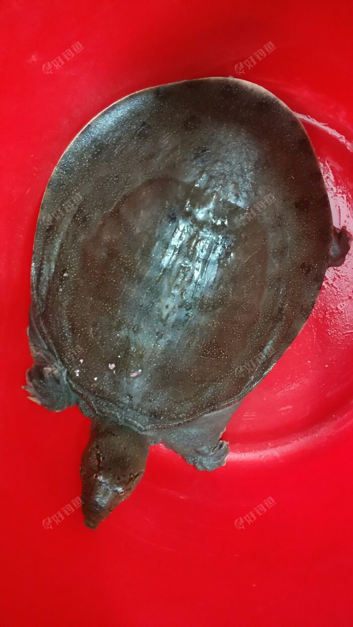 昨天晚上钓了一只野生甲鱼23斤不错