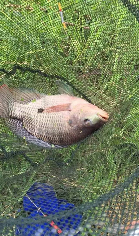 野钓10斤大草鱼,够我风光一阵子了
