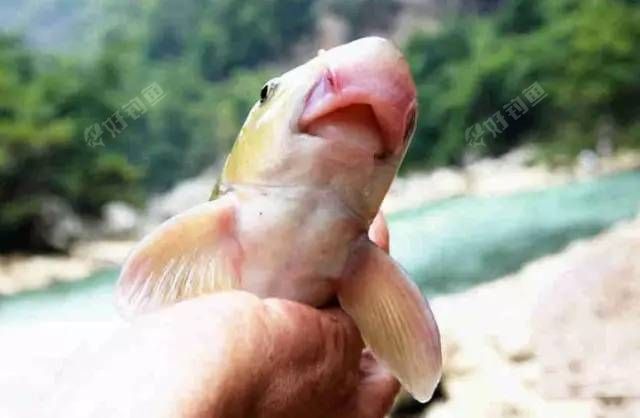 这鱼嘴巴长在下颏上状似猪嘴民间叫它猪嘴鱼