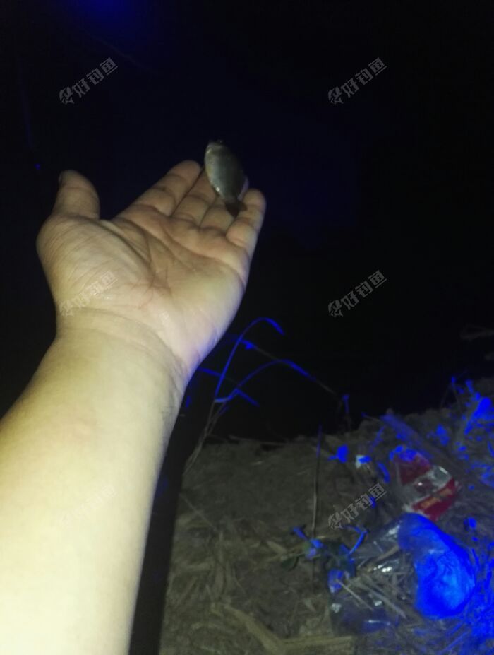 夜钓鲫鱼做了一碗鲜美鲫鱼汤