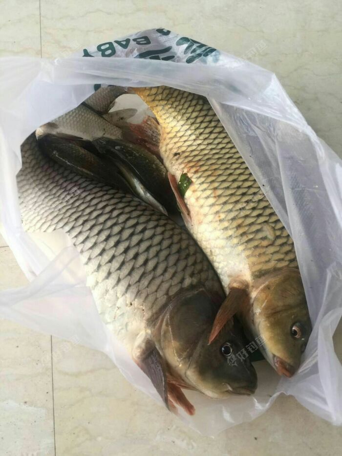 鲤鱼妹妹,好久不见甚是想念