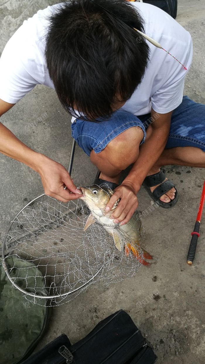 周末解毒 偶遇鲤鱼