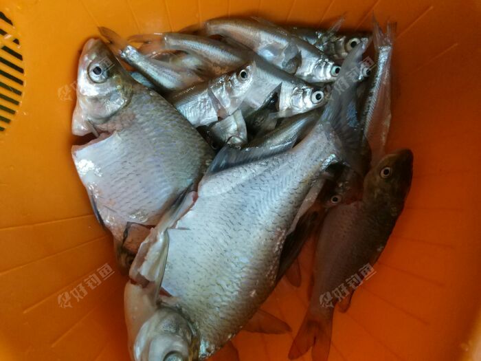 北冥鱼黑鲨怎么样?