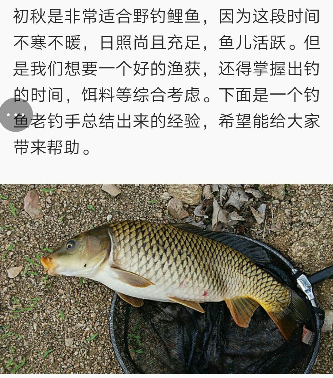 秋季釣鯉魚的技巧