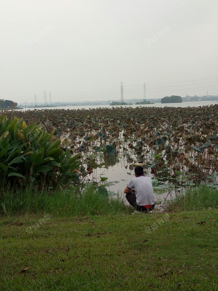 [约钓] 报道下三水桂花岛不能钓鱼了!