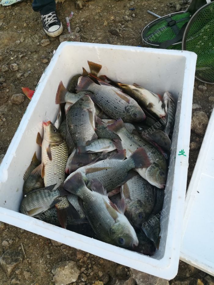 惠女水库野钓 - 好钓鱼