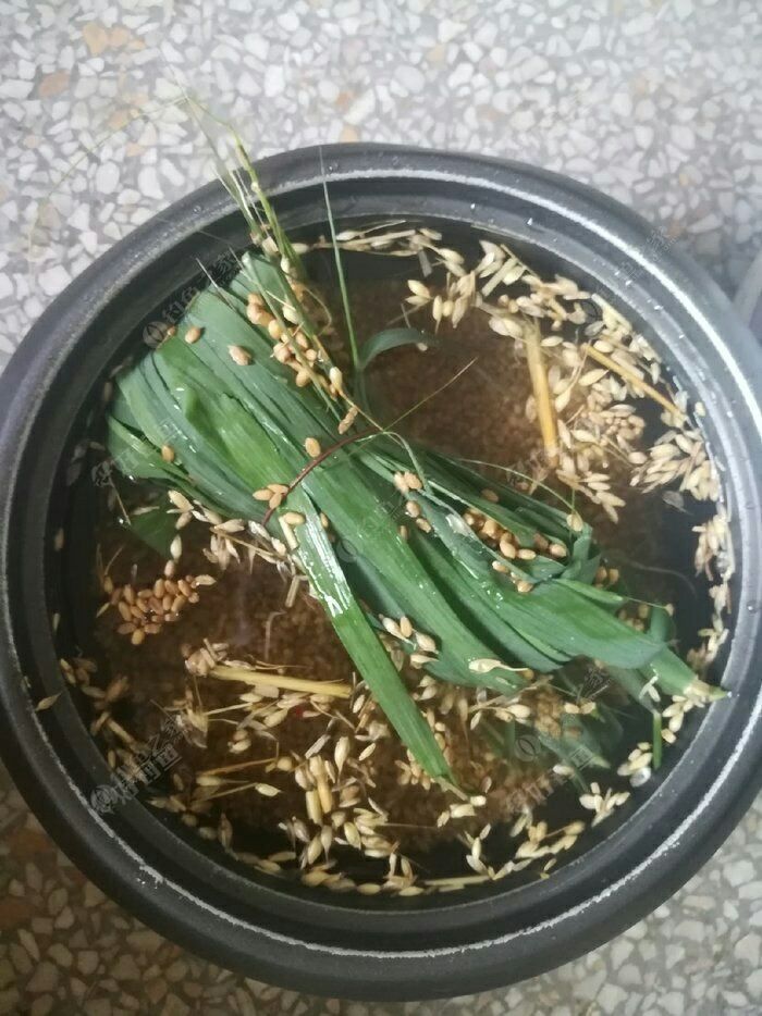 自制草鱼窝料绝对好用大家可以试试