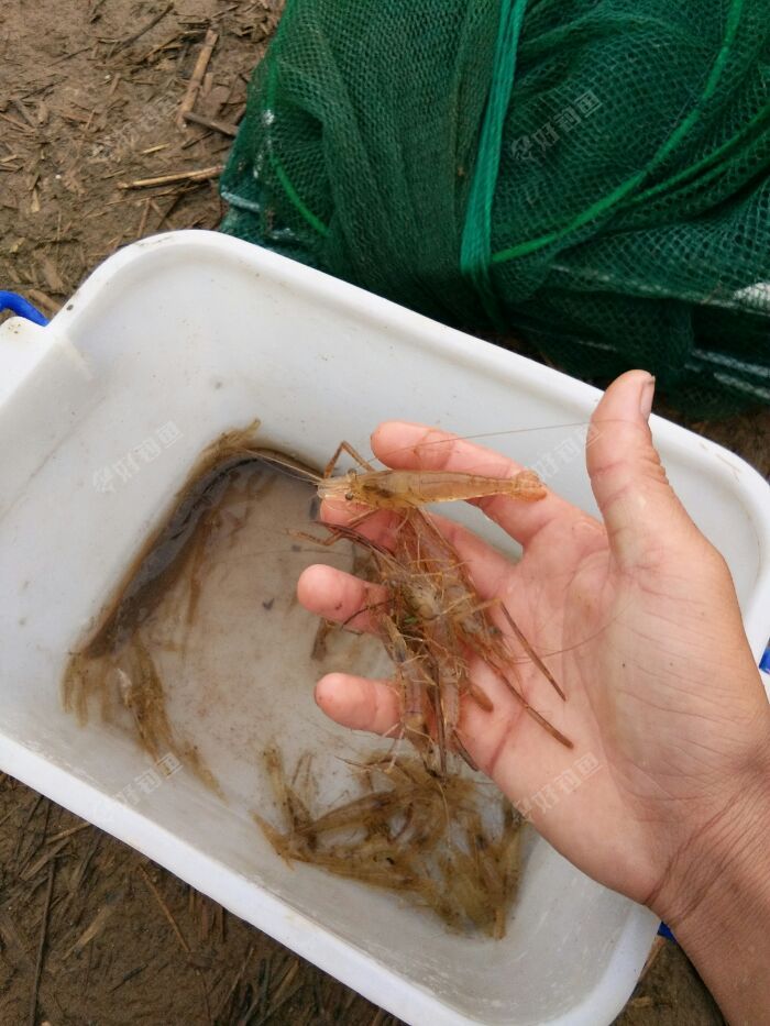 这种虾钓鱼是最好的,也叫玻璃虾