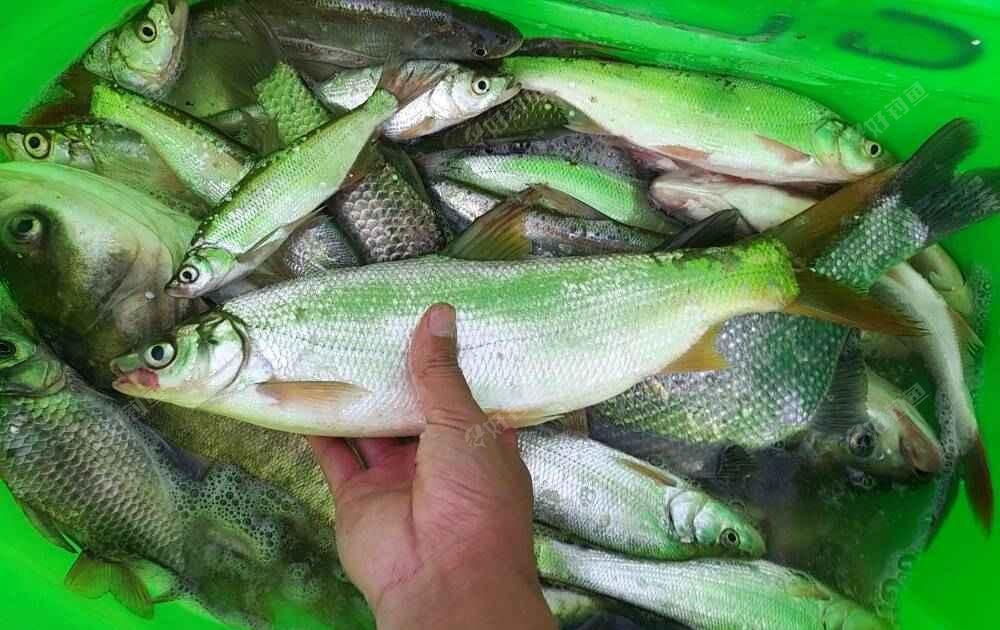 原创直击红尾再鱼大黄尾