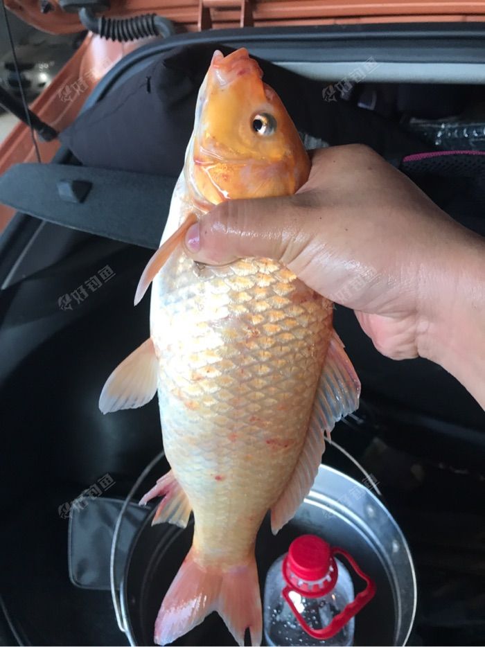 菜鸟钓到红鲤鱼高兴的蹦蹦跳