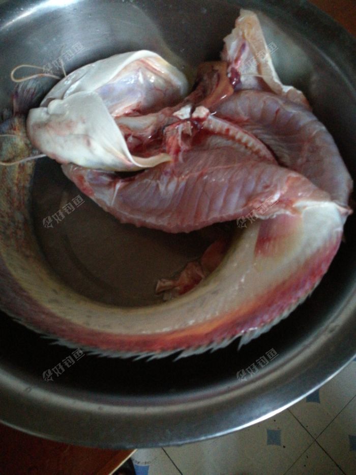 昨天夜钓长江纯野生江鲢