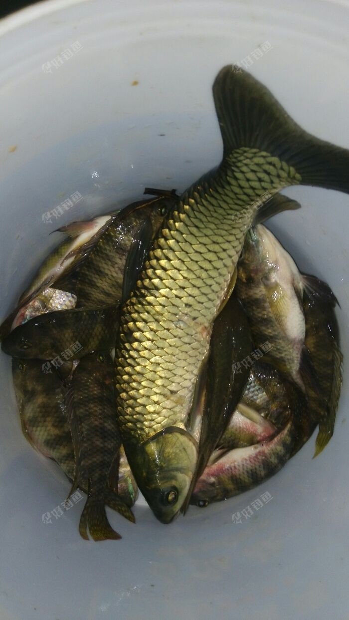 年09月17日 18:27 天气:34度 钓场:峰头水库坝下上河村的上游(江河)