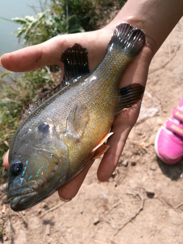 不是空军的空军 - 好钓鱼