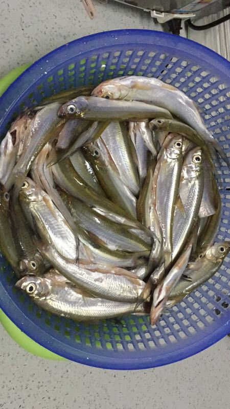 休息继续乌眼 - 好钓鱼