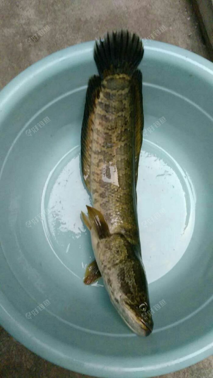 黑乌鲤一尾! - 好钓鱼