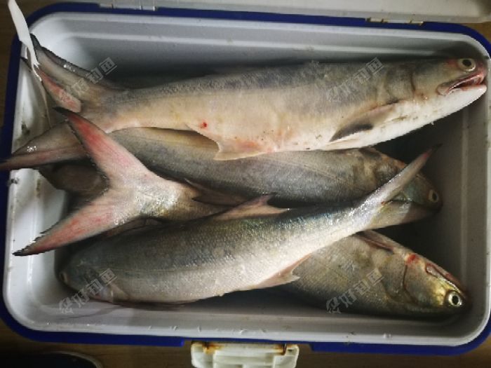 舟山章跳开始了 - 好钓鱼