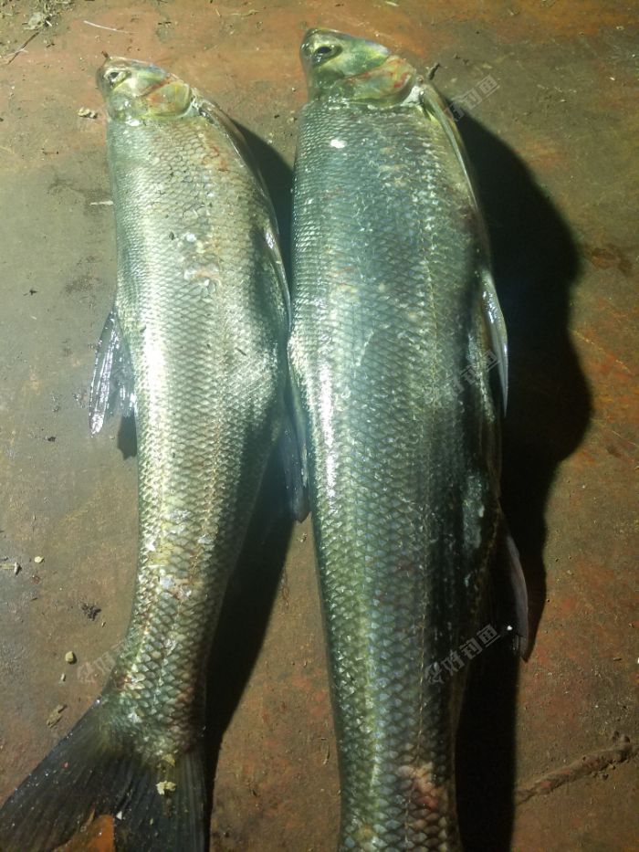 夜钓斩获大翘嘴46斤开心