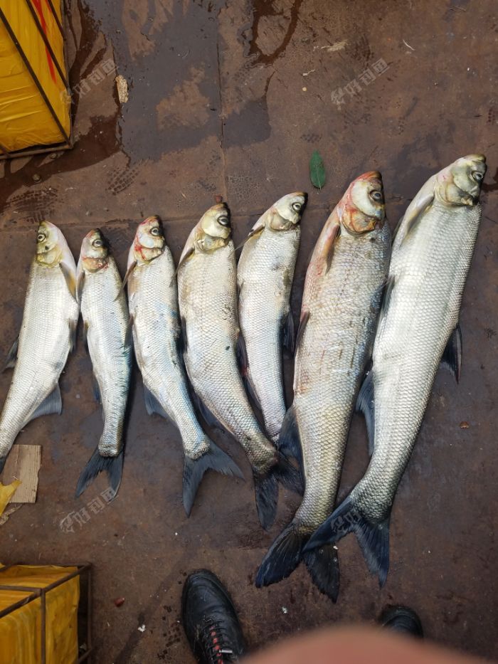 夜钓斩获大翘嘴46斤开心