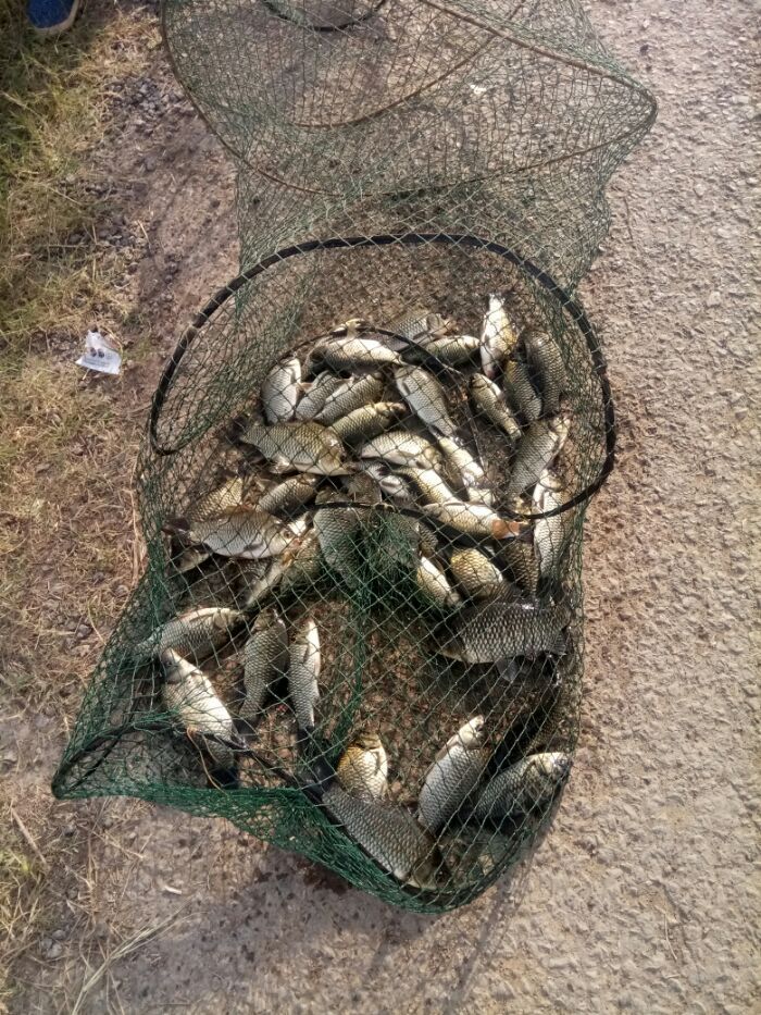 小浪底出鲫鱼了 - 好钓鱼