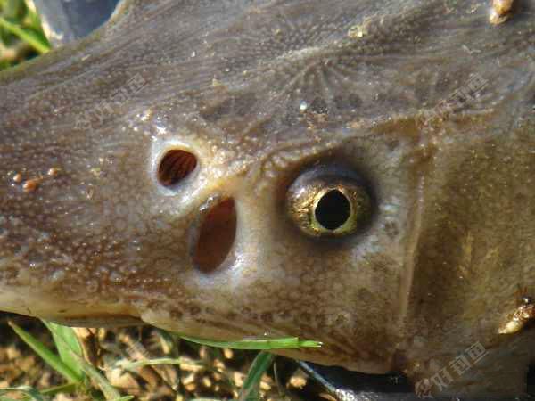 昨天钓获一条头部尖尖怪鱼一害怕将其放回水中